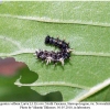 polygonia c-album larva3